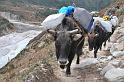 13. dingboche-tengboche (51)